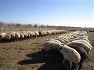 پاورپوینت-پرورش گوسفند و بره-40 اسلاید-pptx
