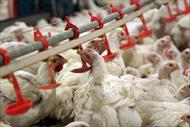 آموزش صفر تا صد  پرورش مرغ گوشتی ۱۰۰۰ قطعه ای